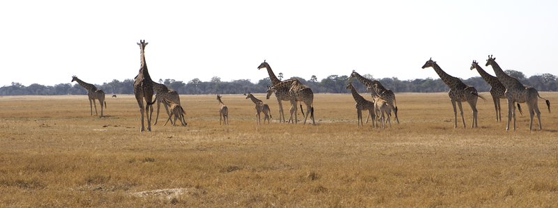 Giraffe walk panorama.jpg :: Giraffe panorama. These giraffes were spotted as they headed to a nearby lake in late afternoon. Hwange plains of Zimbabwe.