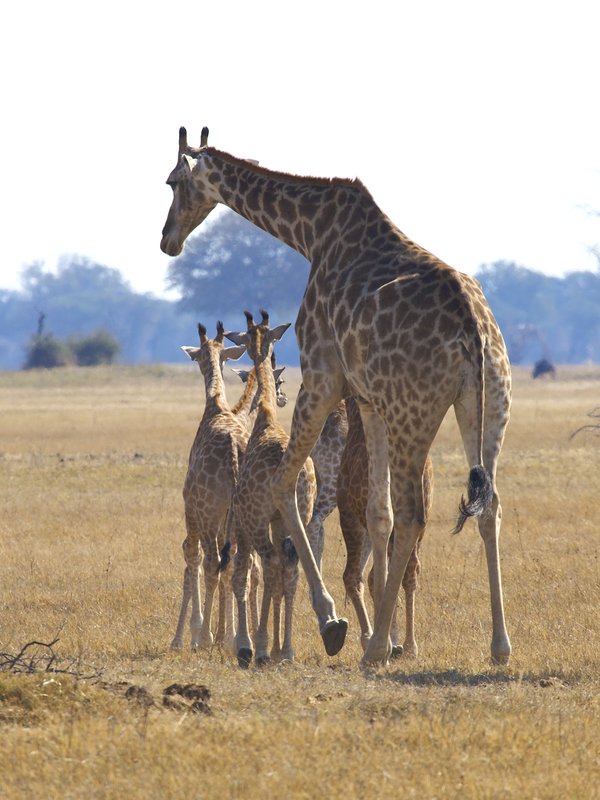 Giraffe with 4 young.jpg :: Giraffe with young, Hwange Zimbabwe