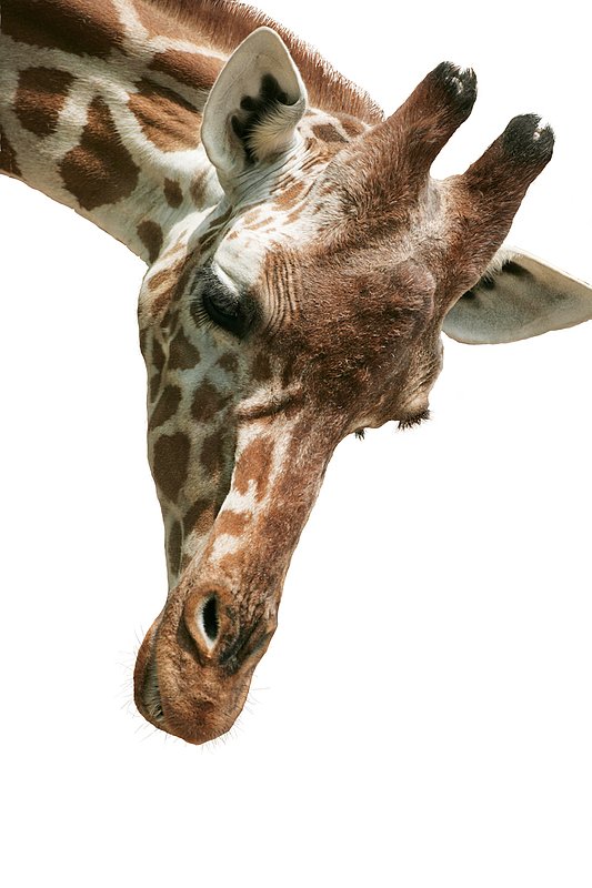 Giraffe-face.jpg :: A reticulated giraffe is looking directly at me.
