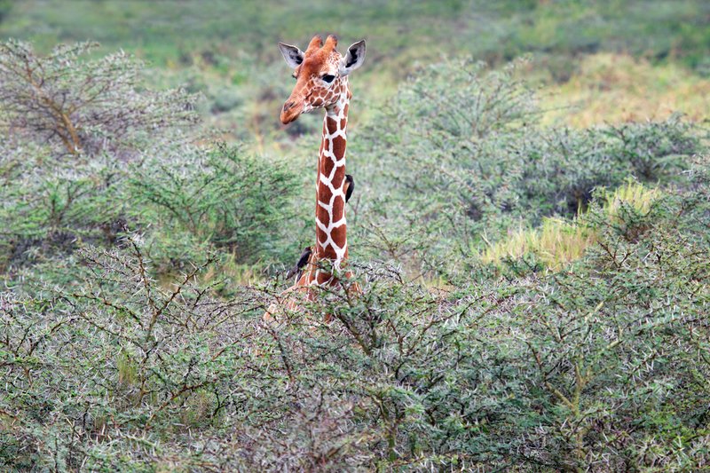 Giraffe-in-a-thorny-situation and happy about it.jpg
