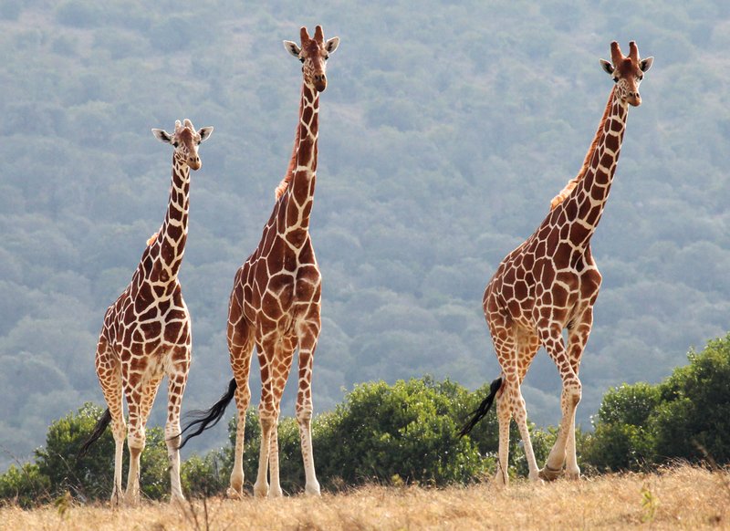 Giraffe-reticulated-3-some.jpg