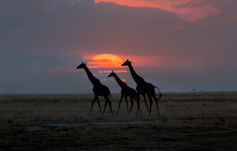 Giraffes in Amboseli.jpg :: Giraffe group walking in sunset in Amboseli Kenya