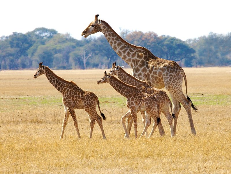 Giraffes-with 3 young walking.jpg :: Giraffe mother walking with her son and her son's friends.