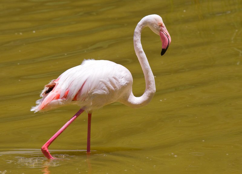 Greater Flamingo Crater Lake Kenya.jpg :: Greater flamingo at Crater Lake