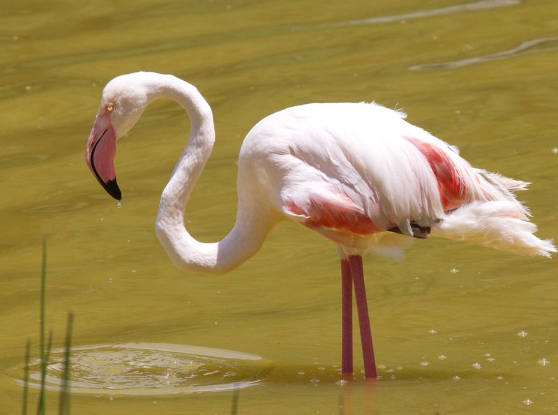 Greater Flamingo Kenya.jpg :: Greater flamingo fishing for dinner