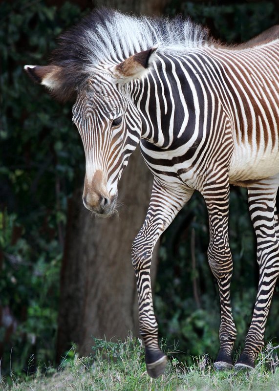 Grevy zebra baby.jpg