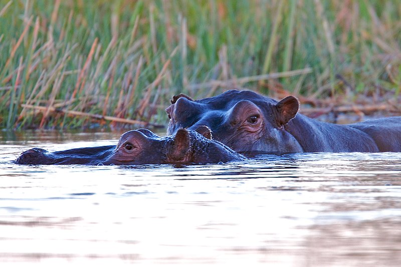 H13-hippo---pair2m--1710.jpg :: hippo and young