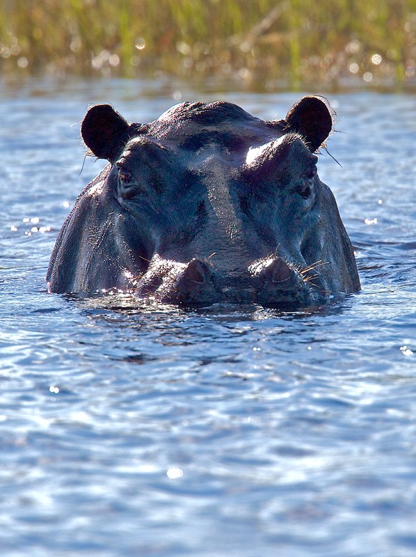 H5-hippo-stare-4--1712.jpg :: hippo