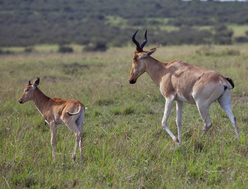 Hartebeest-and-young.jpg :: Hartebeest