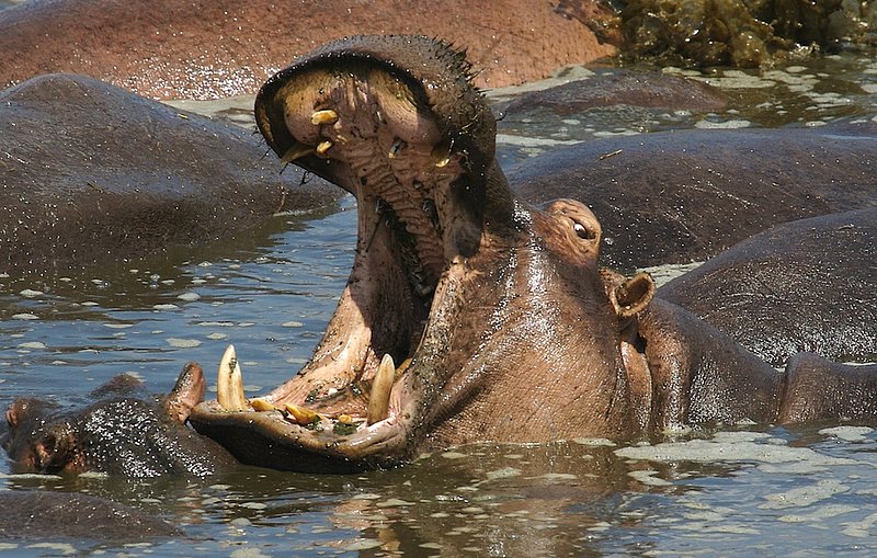 Hippo giving a warning H2.jpg :: This hippo is displaying her anger at us for getting close. Once a female becomes angry they may grunt and open their huge mouth exposing their large teeth. They also wag their tail and \
