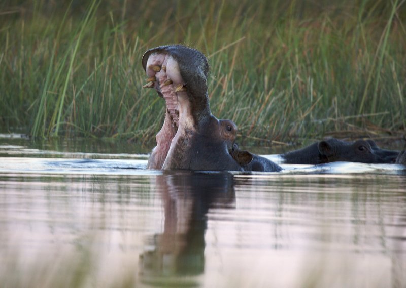 Hippo mouth wide open.jpg :: This large hippo is giving out a warning message... probably to our small boat. 