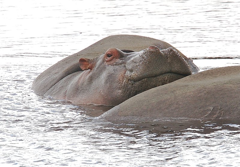 Hippo smile H1.jpg :: The \