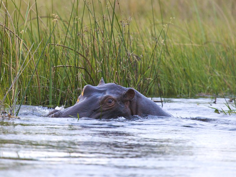 Hippo stare 2.jpg :: Male hippo watching closely