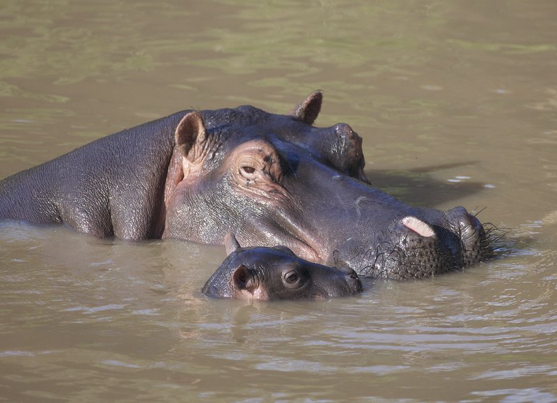 Hippo with new born.jpg :: Hippo in water with newborn