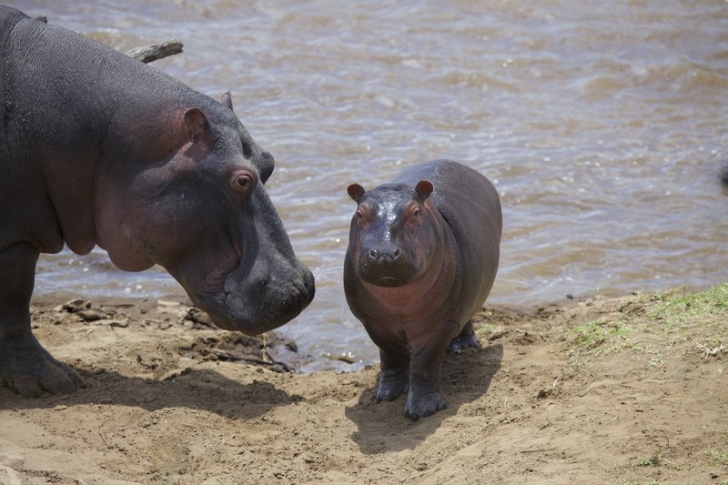 Hippo with young on land.jpg :: Hippo with newborn on shore