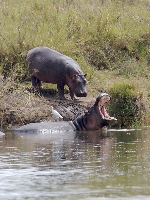 Hippos in pond H3.jpg :: Dominant male hippo sends a message to the younger one approaching.