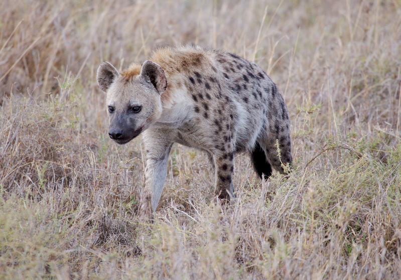 Hyena-close--739.jpg :: Hyena close up view