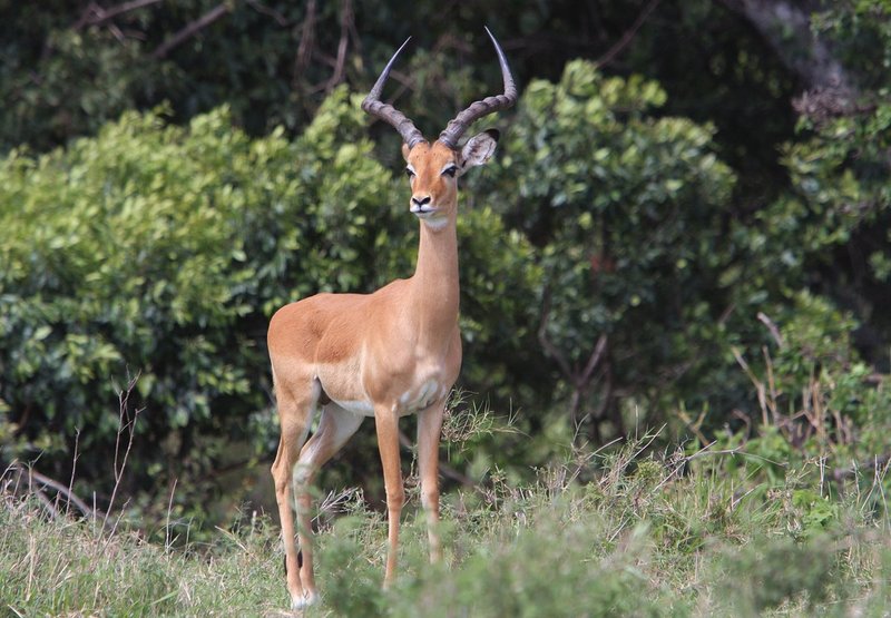 Impala-male.jpg