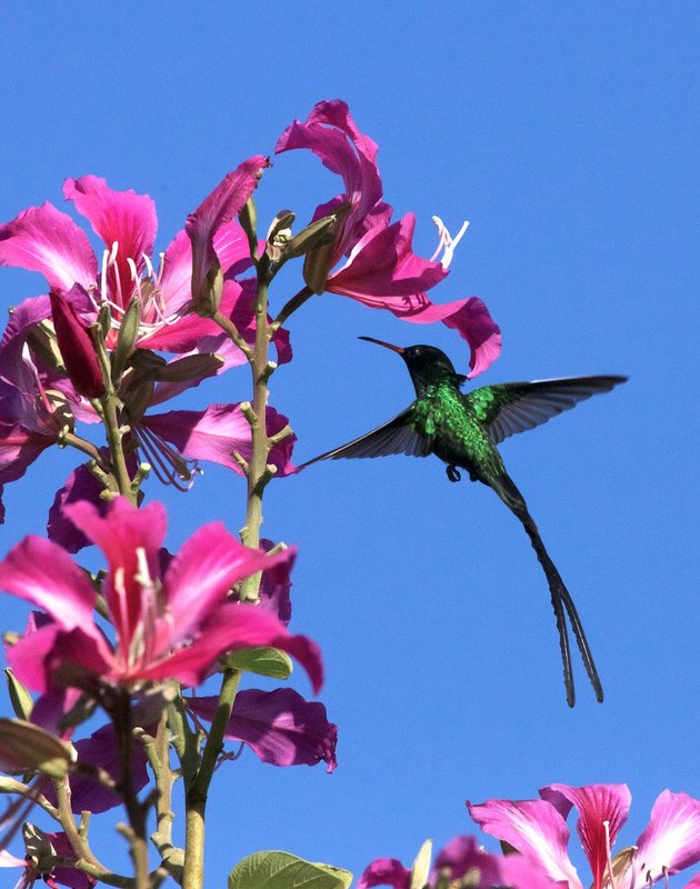 Jamaican Doctor Bird Hummingbird.jpg