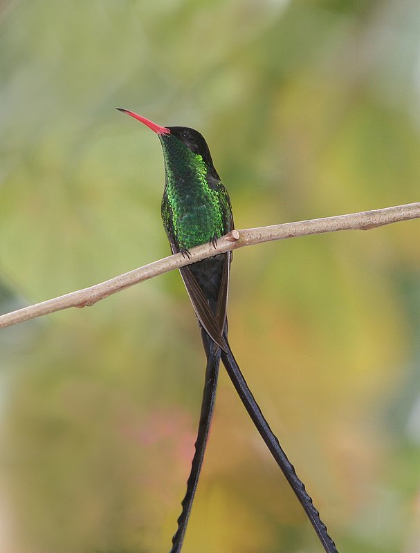 Jamaican Dr. Bird HU3.jpg :: Jamaican Hummingbird known as the Dr. Bird