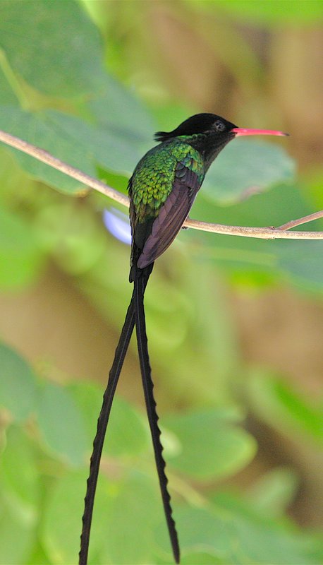Jamaican Dr. Bird HU5.jpg :: Jamaican Hummingbird known as the Dr. Bird