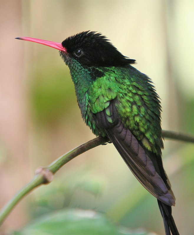 Jamaican Dr. Bird HU9.jpg :: This is a close-up of the famous doctor bird of Jamaica.