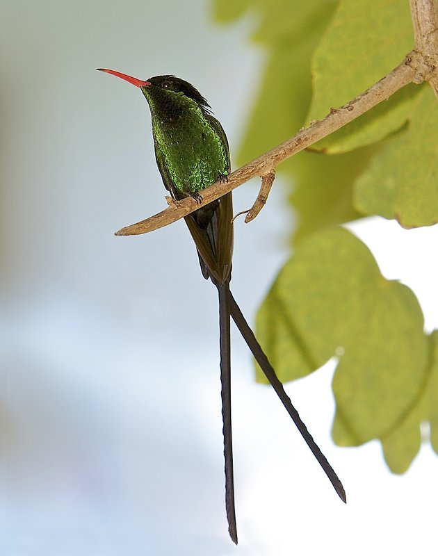 Jamaican Dr. Bird.jpg :: Jamaican Hummingbird known as the Dr. Bird