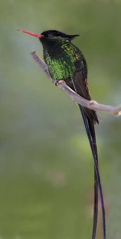 Jamaican Dr.-Bird HU2.jpg :: Jamaican Hummingbird known as the Dr. Bird