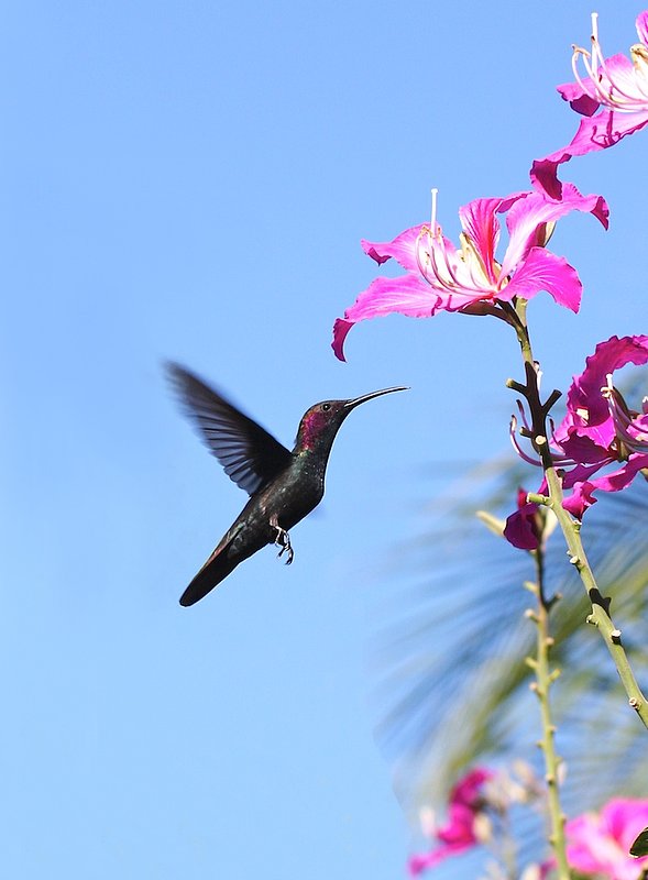 Jamaican Mango Hummingbird in Negril Jamaica HU1.jpg :: Jamaican Mango, This species of hummingbird is found only in Jamaica