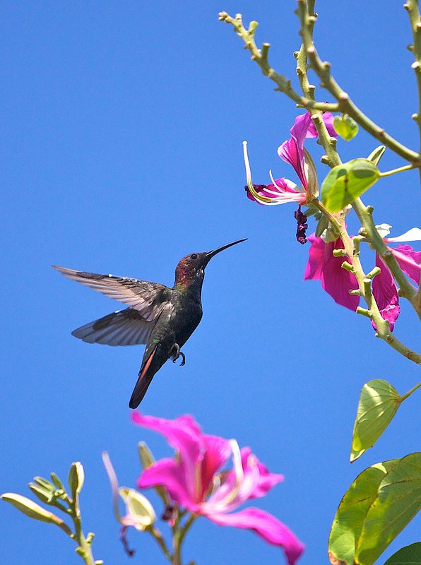 Jamaican mango wing motion stopped shutter speed one thousandth of second.jpg