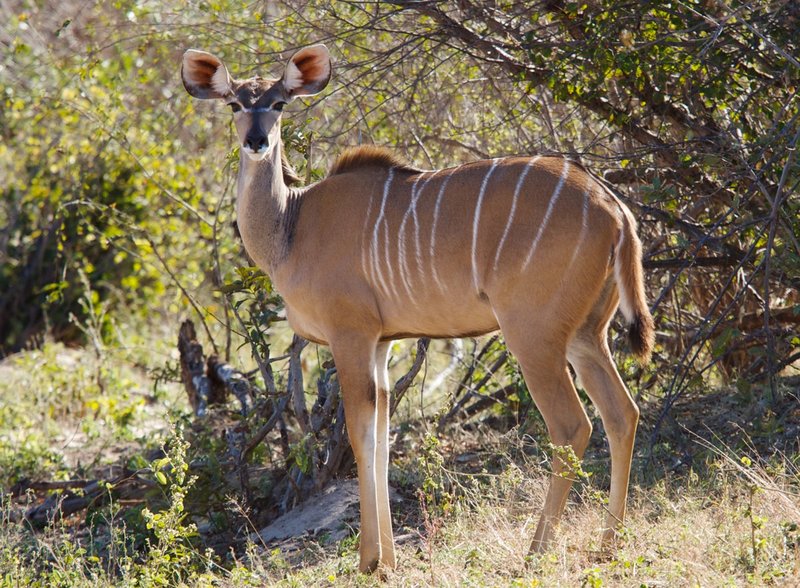 Kudo-female.jpg :: Kudu Female