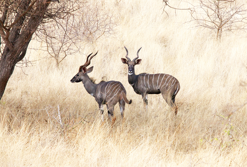 Kudu164A4535(1).jpg