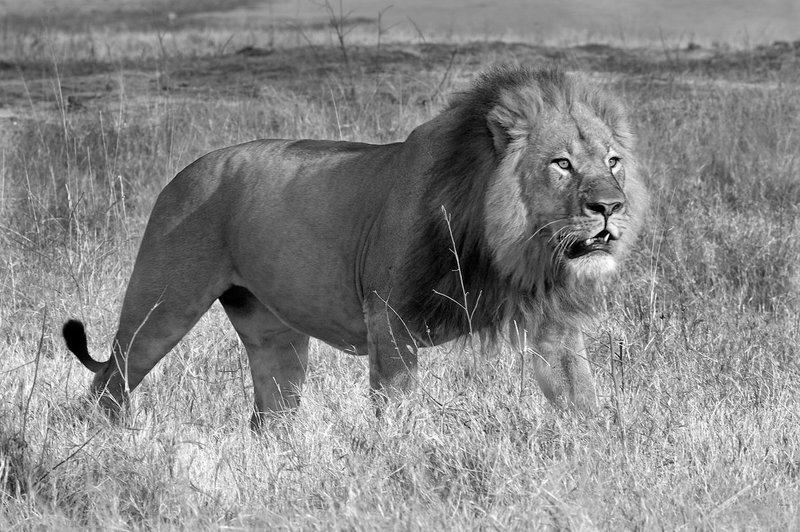 Large male walking in Zimbabwe.jpg :: male lion Hwange Zimbabwe