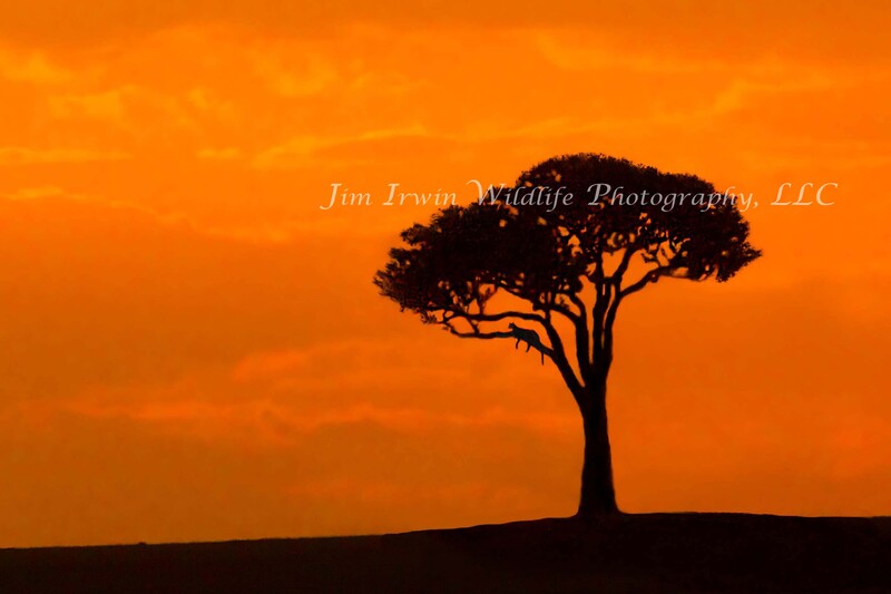Leopard In Tree Oberving A Developing Sunset crop copy copy.jpg