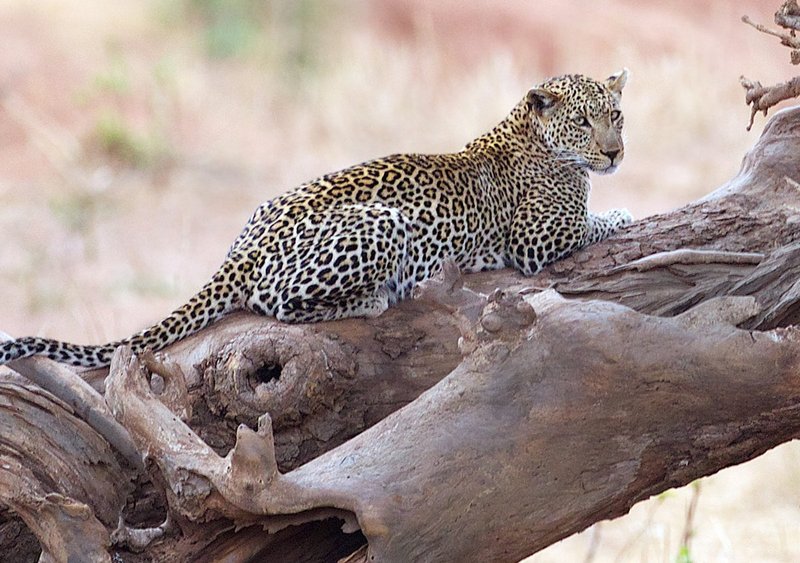 Leopard On Fallen Tree Trunk.jpg :: A male leopard sitting on fallen tree trunk guarding his territory in Tsavo Kenya