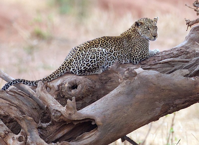 Leopard lying on fallen tree.jpg :: Leopard sitting on tree trunk and is watching her nearby kill.