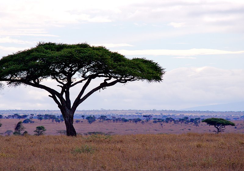 Leopard resting  in tree early morning.jpg