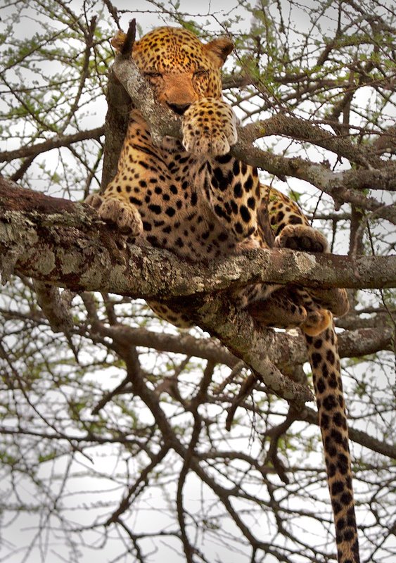 Leopard-close-up-in-tree.jpg