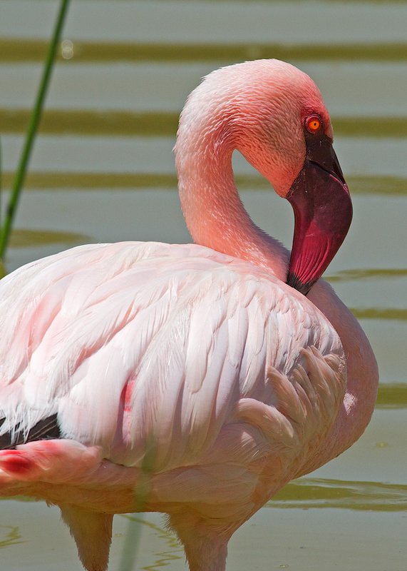 Lesser Flamingo Crater Lake.jpg :: Lesser flamingo at Crater Lake