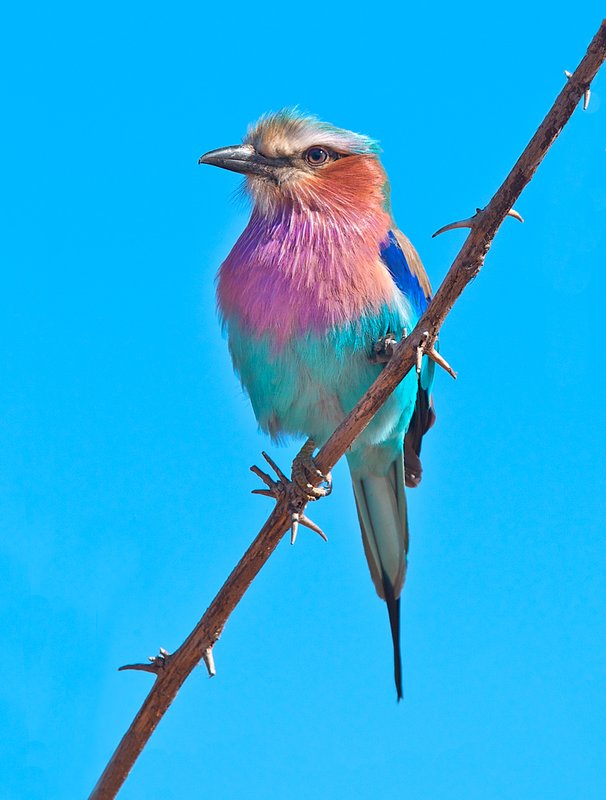Lilac-Breasted-Roller AB3.jpg :: Lilac Breasted Roller