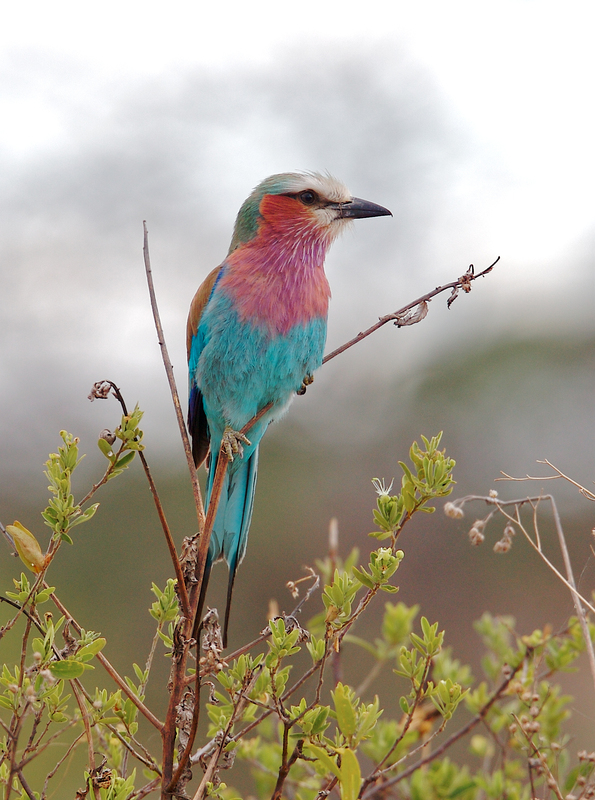 Lilac-breasted-roller--805.jpg :: Lilac breasted roller in the serengeti