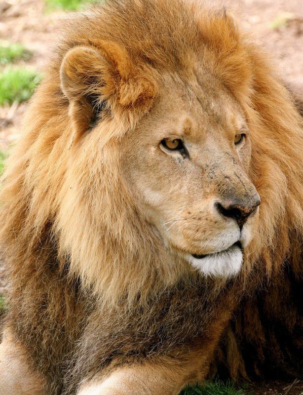 Lion  mature male.closeup L13.jpg :: The older male, now retired but still lives in the pride.