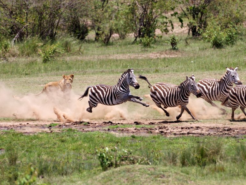 Lion Getting Closer.jpg :: lion chasing zebra