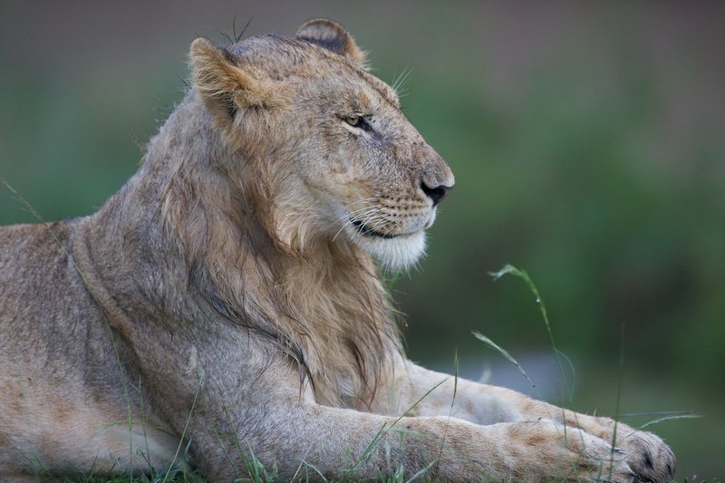 Lion Male L59.jpg :: A young lion male in the Masai Mara. He is part of the river pride.