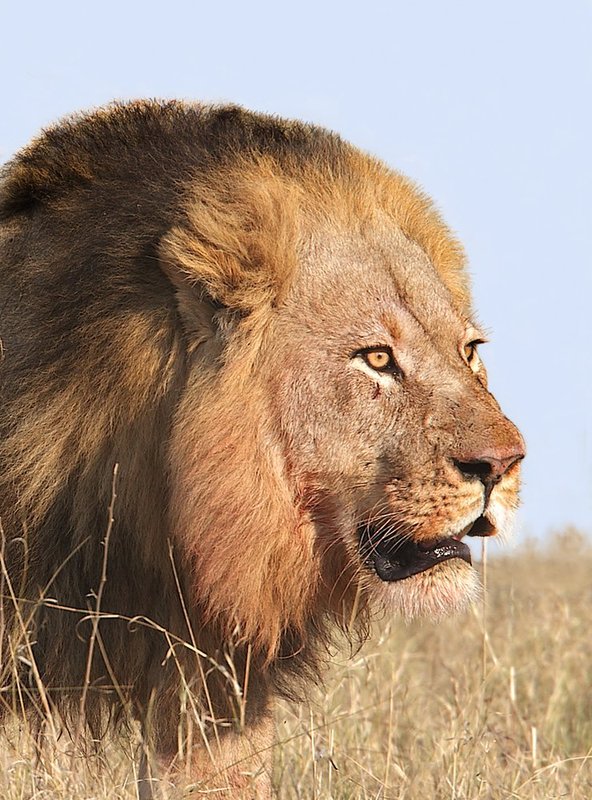 Lion Male in Zimbabwe Close up AA11.jpg :: Close up of a lion male as he walked with in 3 feet of my jeep. 