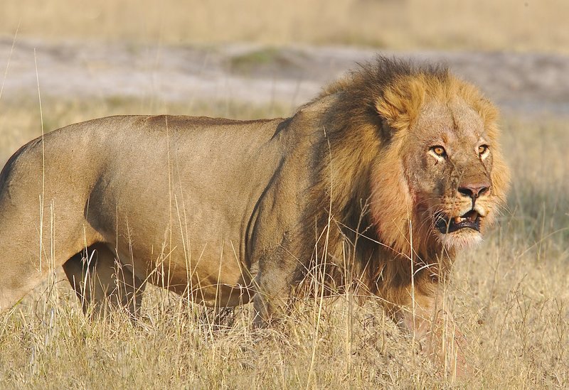 Lion male returning from hunt Hwange Zimabwe.jpg :: Lion resting after recent kill