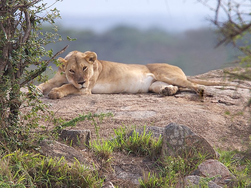 Lion resting on rock L6.jpg :: Another of the pride of 22 lions. This lioness is content to sleep after feasting on the downed Cape Buffalo nearby.