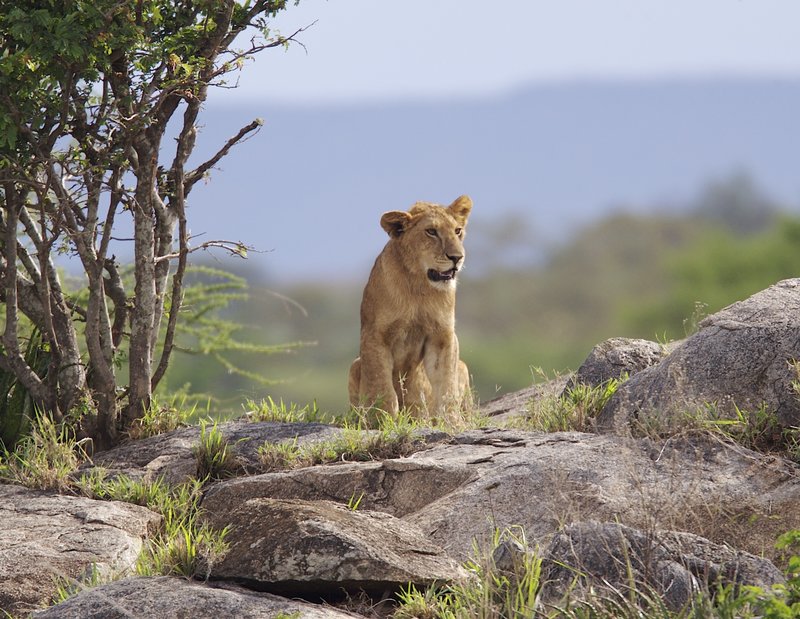 Lion sitting on rock L8.jpg :: This lioness is also a member of the pride of 22.