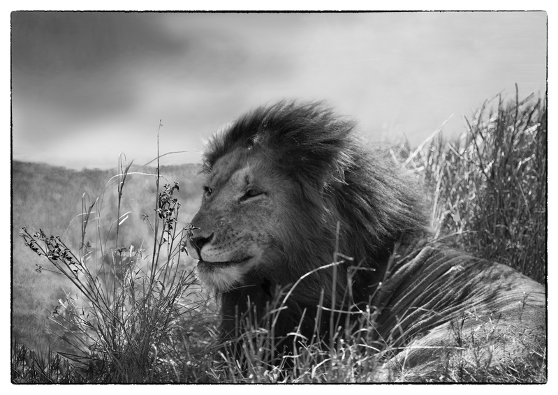 Lion-male-close-up-CN4F0894-sky-smooth-face-wider-copy(2).jpg :: lion Kin Sitting In Grass
