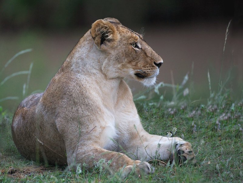 Lioness Alerted full body.jpg :: Lioness sitting on the river band in the Masai Mara seem to be alerted to something nearby.
